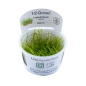 Preview: Leptodictyum riparium - Ufer Moos/Stringy Moos/Fadenförmiges Moos 1-2-Grow!